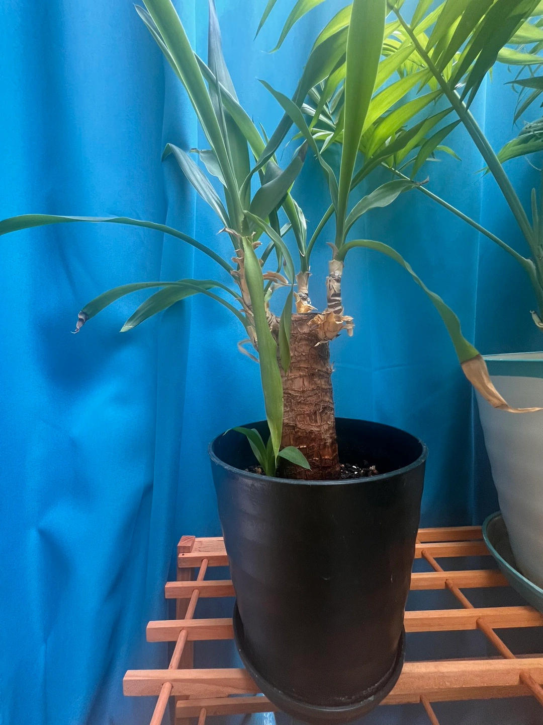 運気アップ🤳🏻🤍´-室内用観葉植物🪴