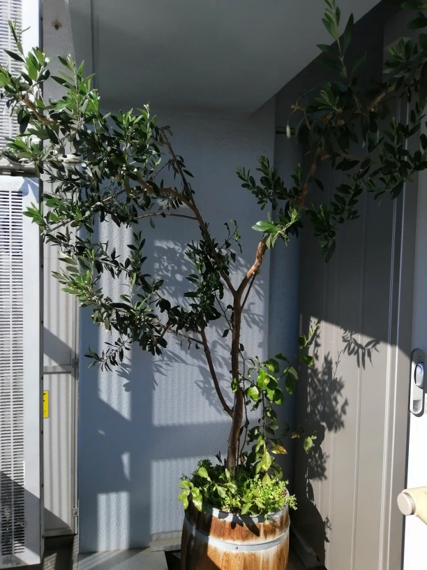 樽植 大きなオリーブの木