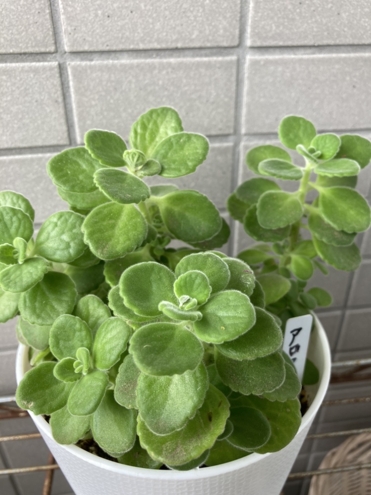 多肉植物アロマティカス（ハーブ）の写真2枚目
