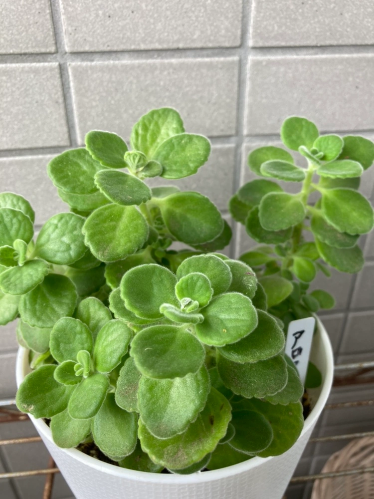 多肉植物アロマティカス(ハーブ)の写真2枚目