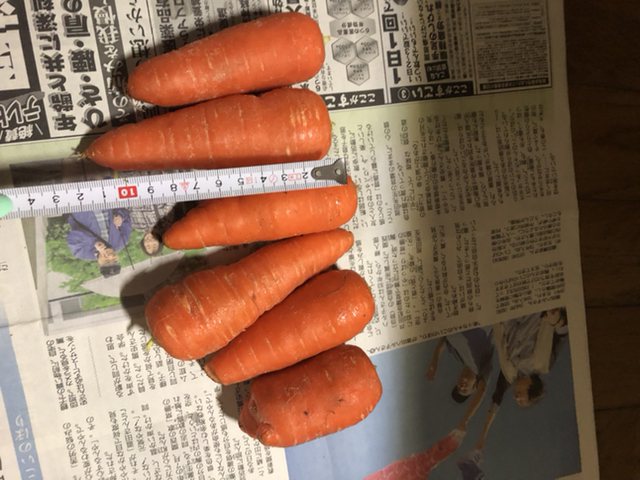 徳島の人参