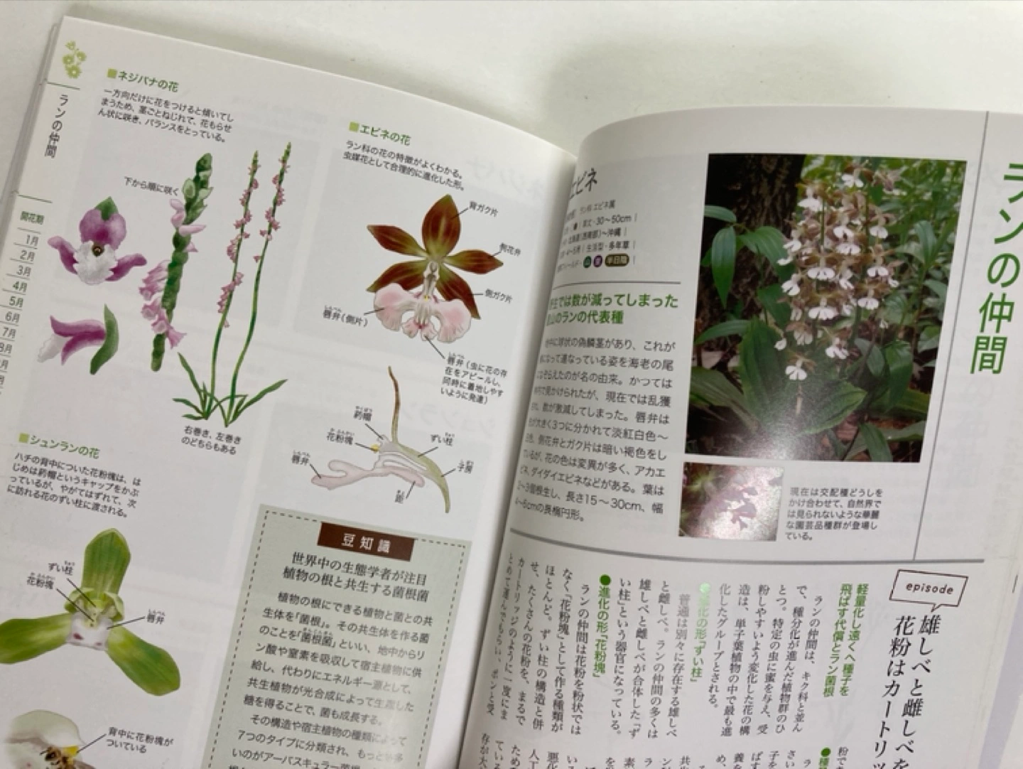 オールカラー 植物図鑑 定価1,540円の写真3枚目