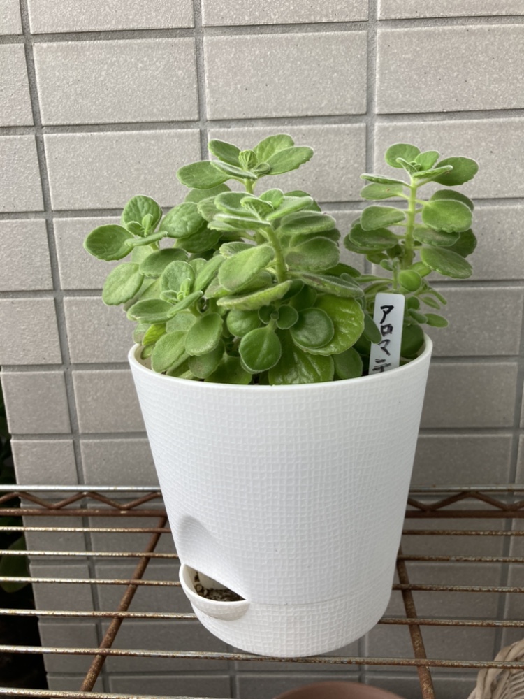 多肉植物アロマティカス（ハーブ）