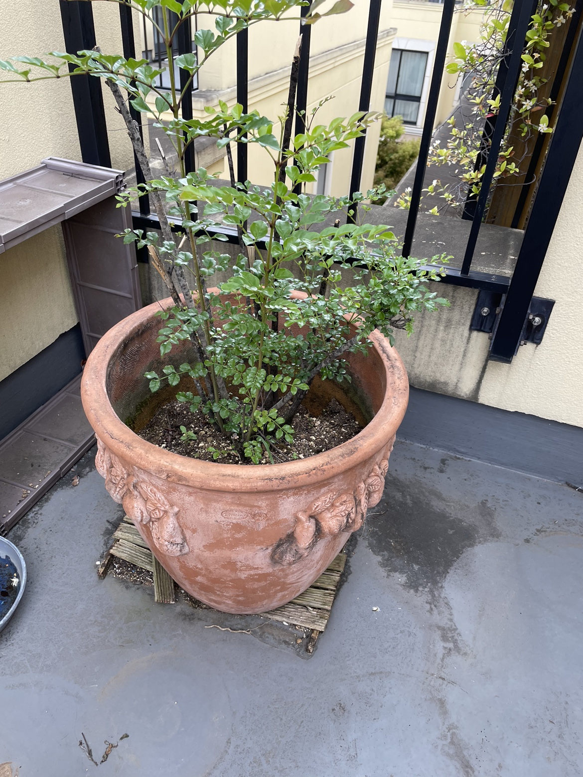 植木