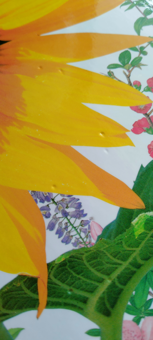 小学館　NEO　図鑑　植物の写真2枚目