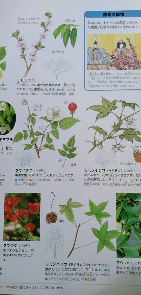 小学館 NEO 図鑑 植物の写真3枚目