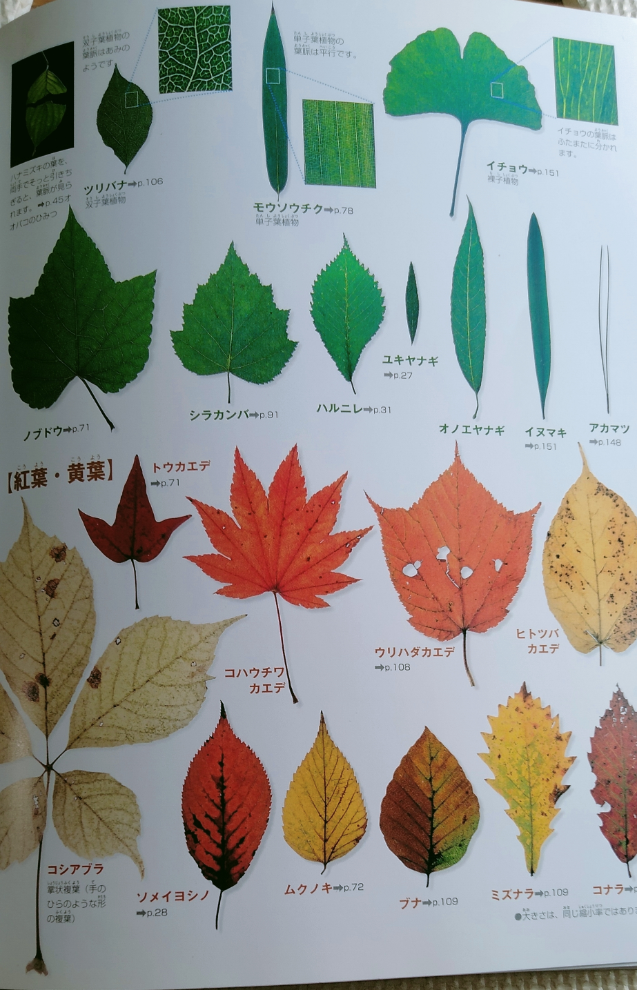 小学館　NEO　図鑑　植物の写真4枚目