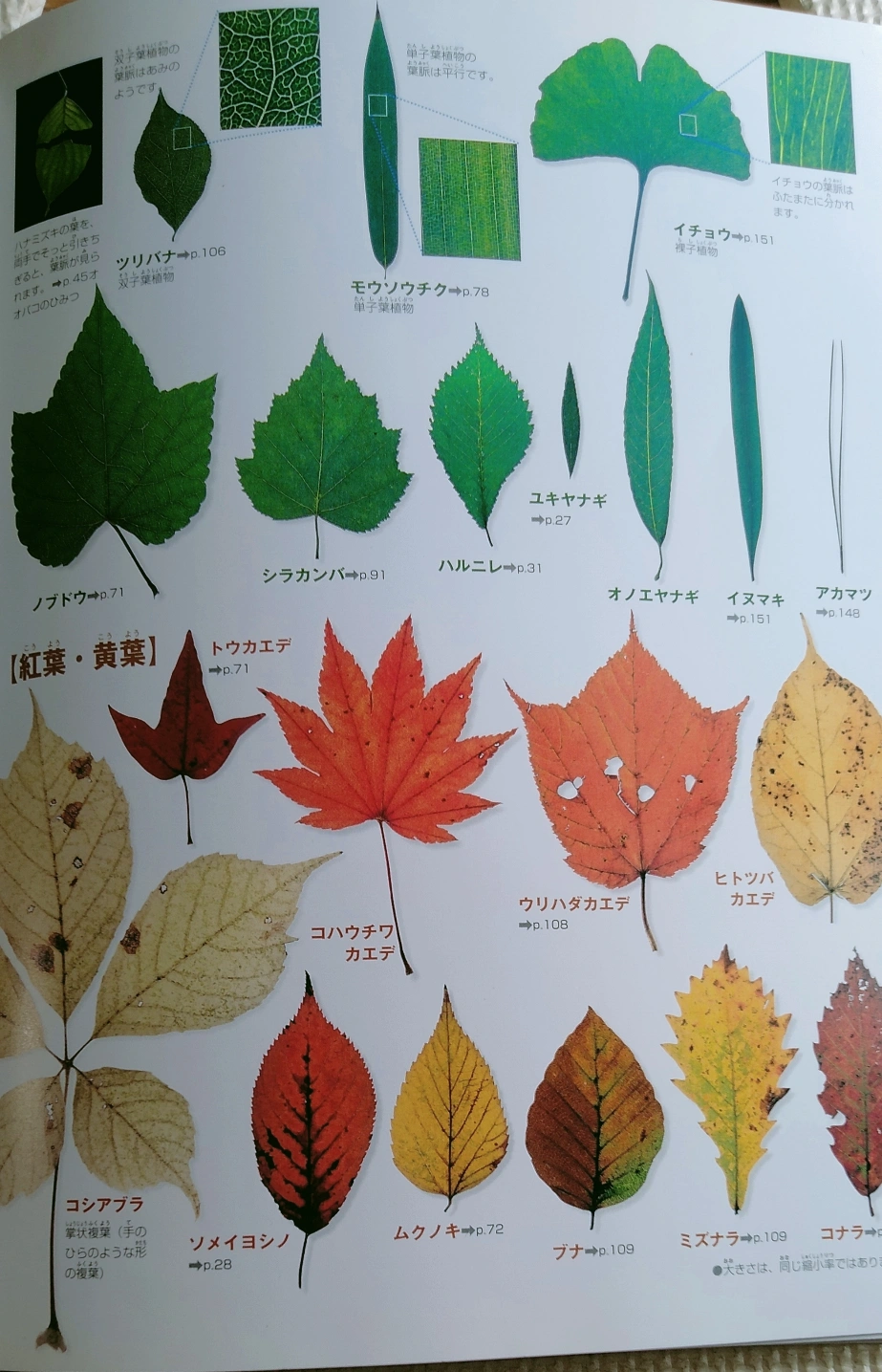 小学館 NEO 図鑑 植物の写真4枚目
