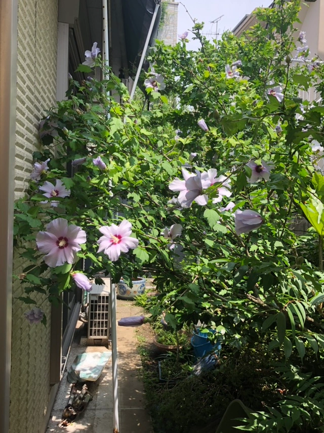 芙蓉と南天 ふよう 植木 ガーデニング 園芸の写真2枚目