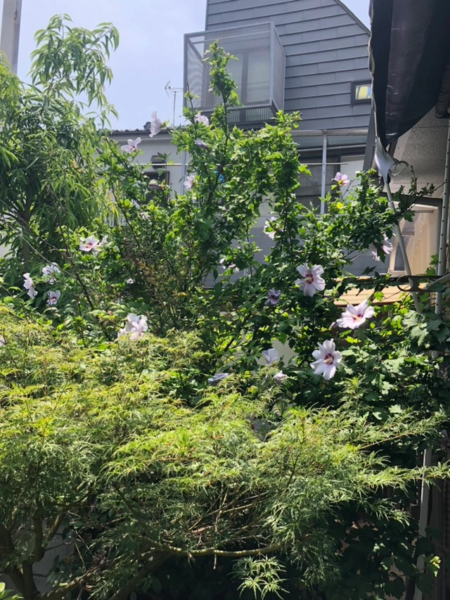 芙蓉と南天 ふよう 植木 ガーデニング 園芸の写真3枚目