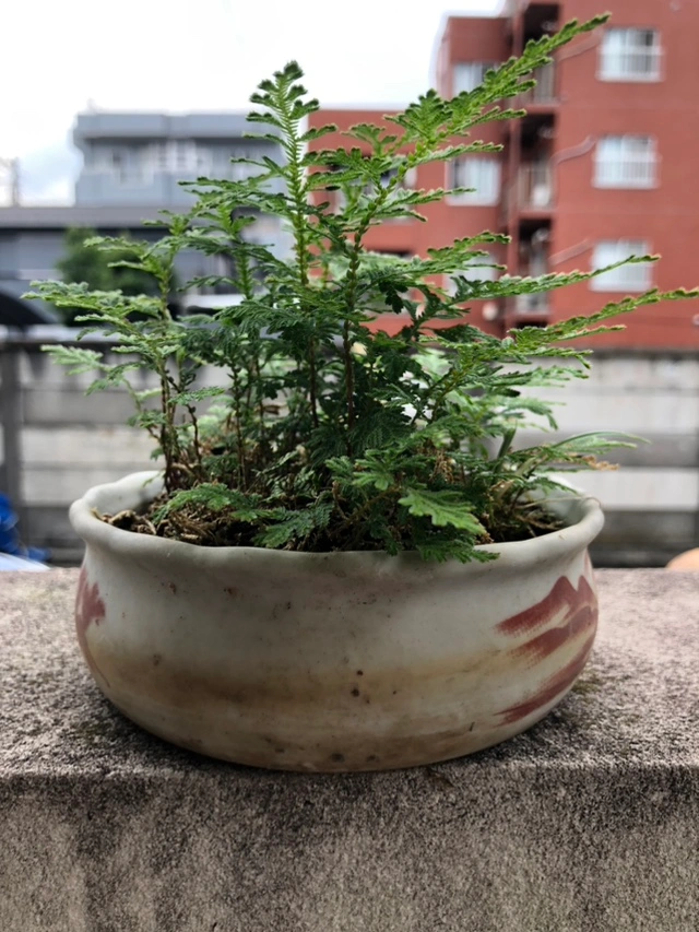 シダ 植木 植木鉢 園芸 ガーデニングの写真2枚目