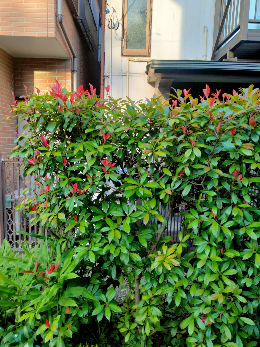 ベニカナメモチ　垣根　生け垣　植木　園芸　ガーデニングの写真5枚目