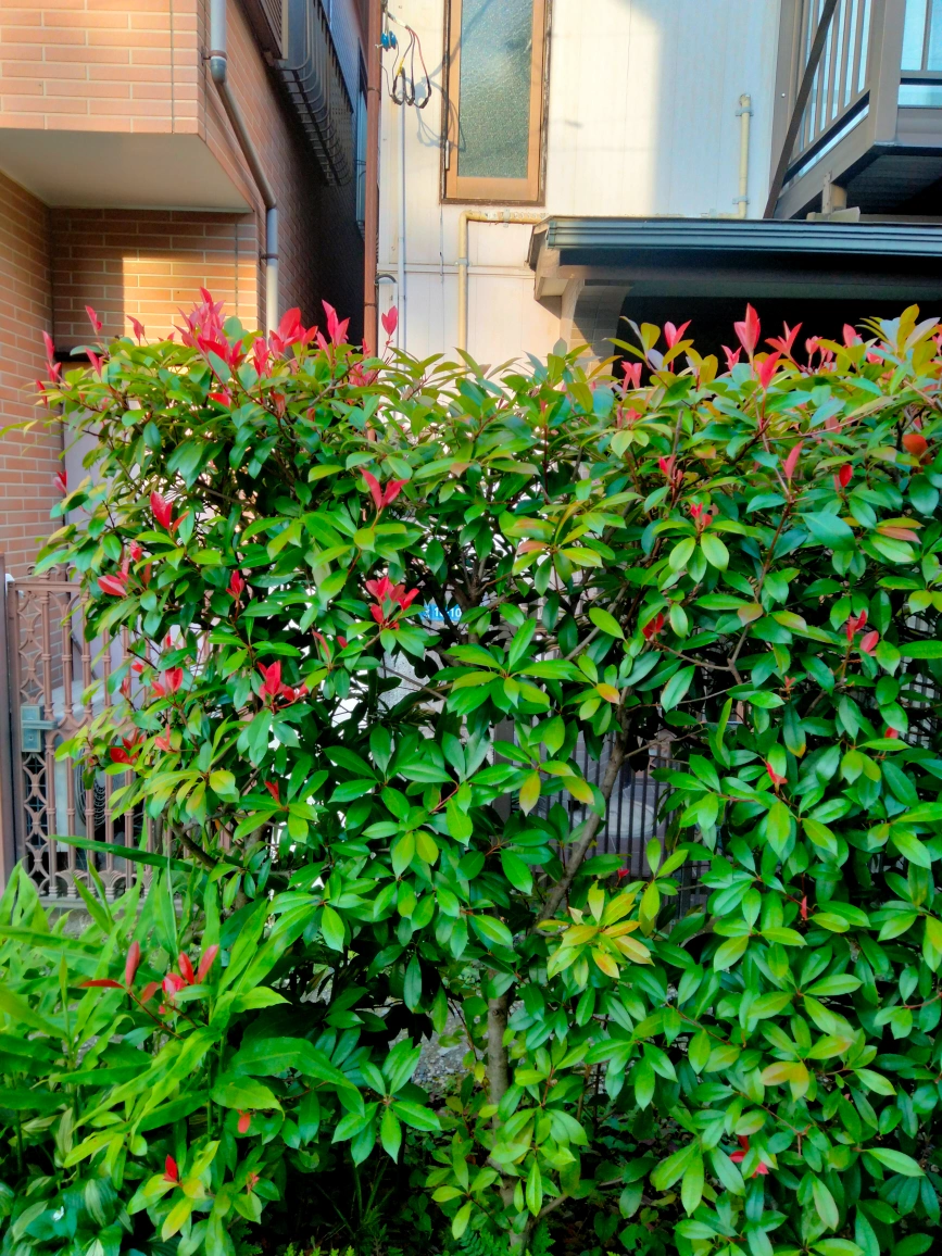 ベニカナメモチ 垣根 生け垣 植木 園芸 ガーデニングの写真5枚目