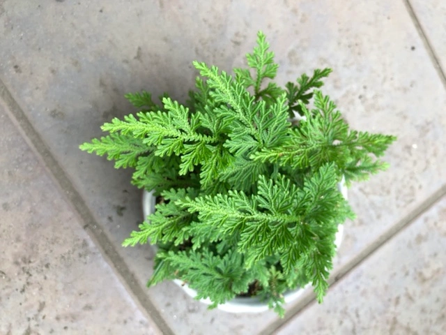 シダ 植木 植木鉢 園芸 ガーデニングの写真6枚目