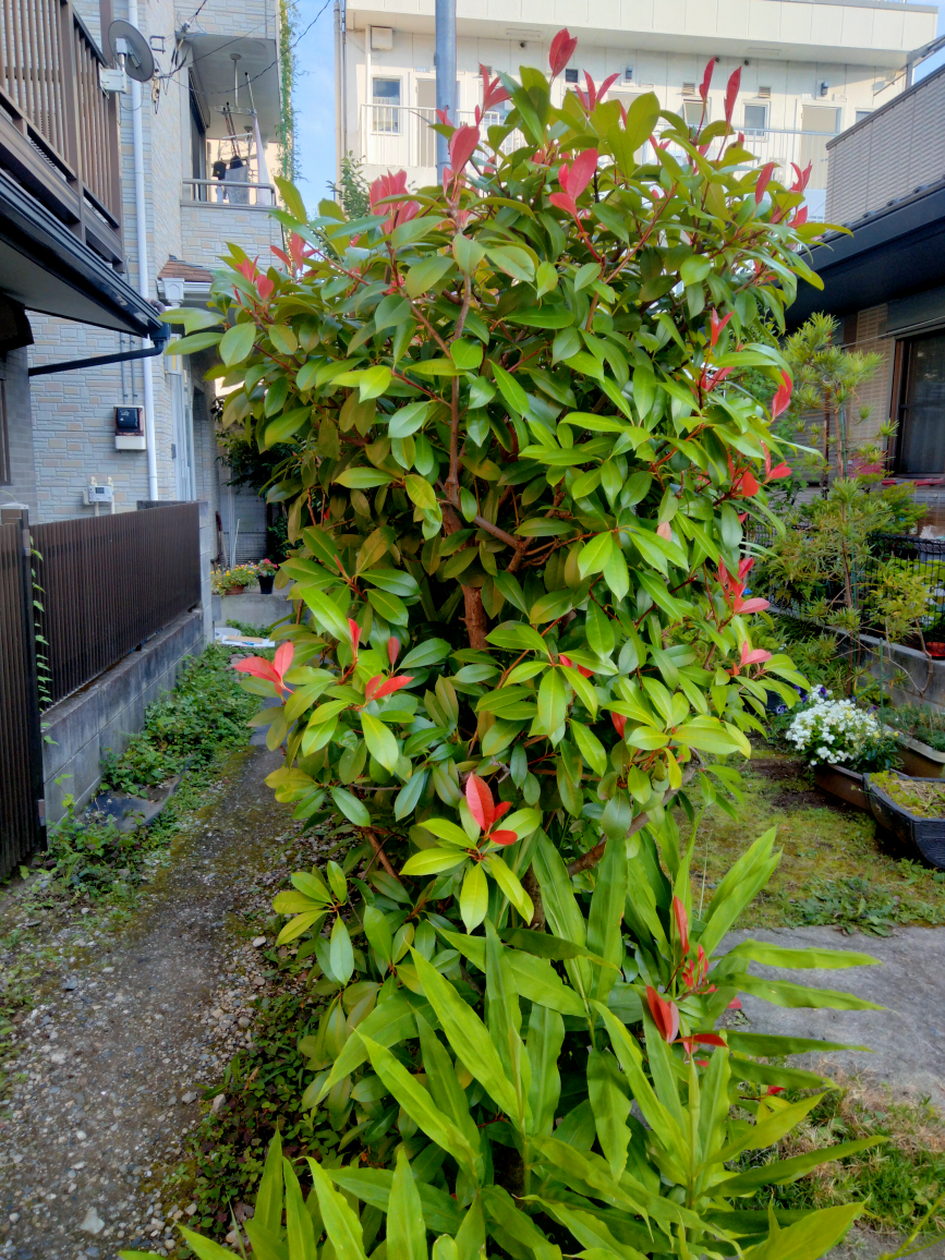 ベニカナメモチ　垣根　生け垣　植木　園芸　ガーデニング