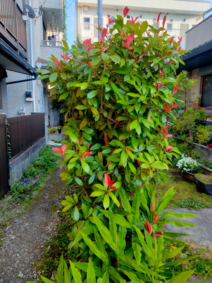 ベニカナメモチ 垣根 生け垣 植木 園芸 ガーデニング