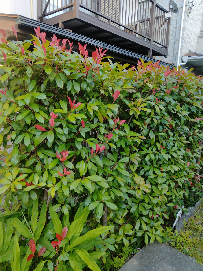 ベニカナメモチ　垣根　生け垣　植木　園芸　ガーデニングの写真3枚目