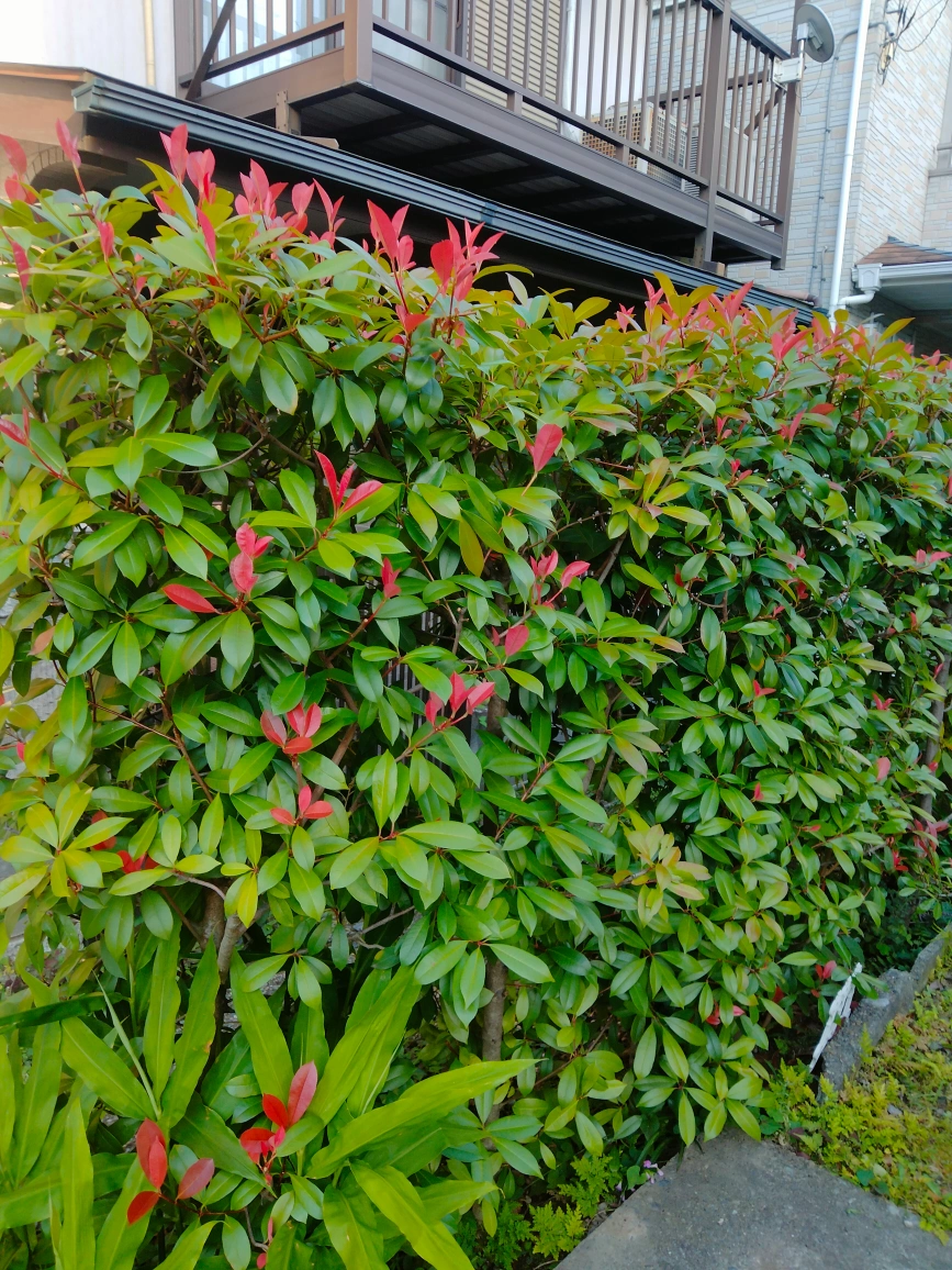 ベニカナメモチ 垣根 生け垣 植木 園芸 ガーデニングの写真3枚目