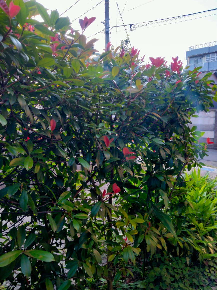 ベニカナメモチ 垣根 生け垣 植木 園芸 ガーデニングの写真4枚目