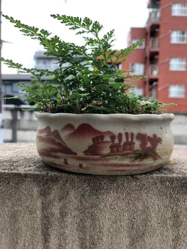 シダ 植木 植木鉢 園芸 ガーデニングの写真3枚目