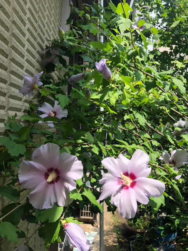 芙蓉と南天 ふよう 植木 ガーデニング 園芸
