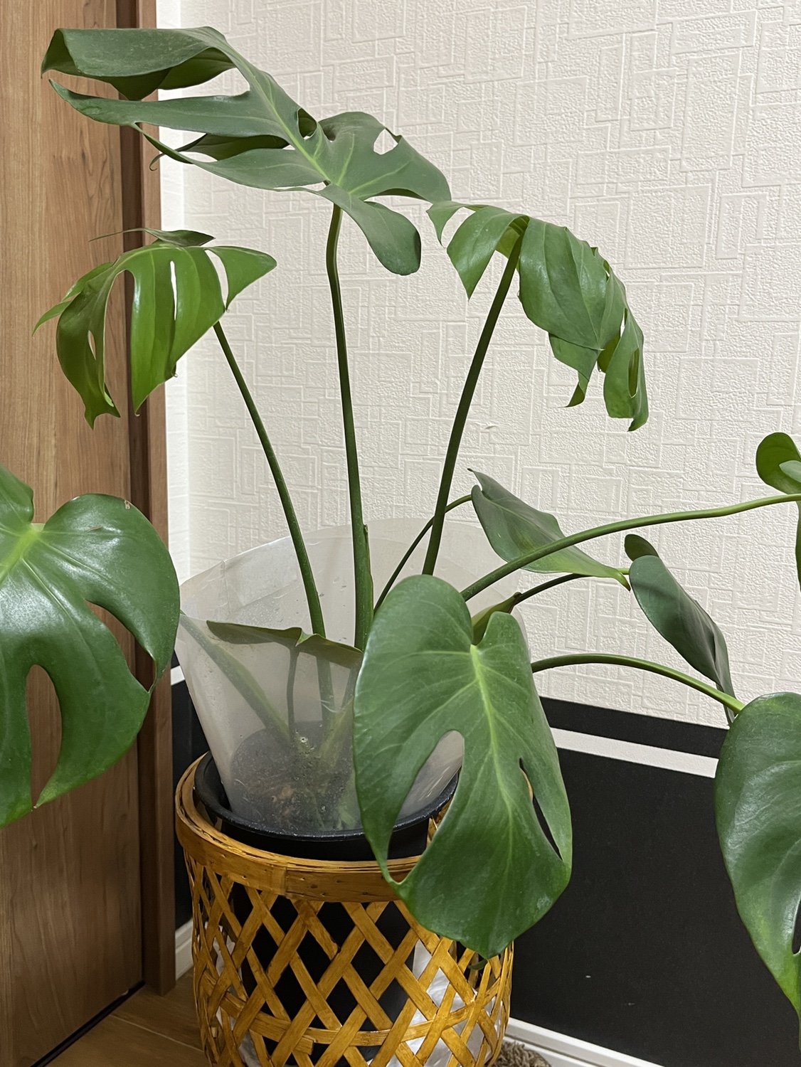モンステラ けっこう大きいですの写真2枚目