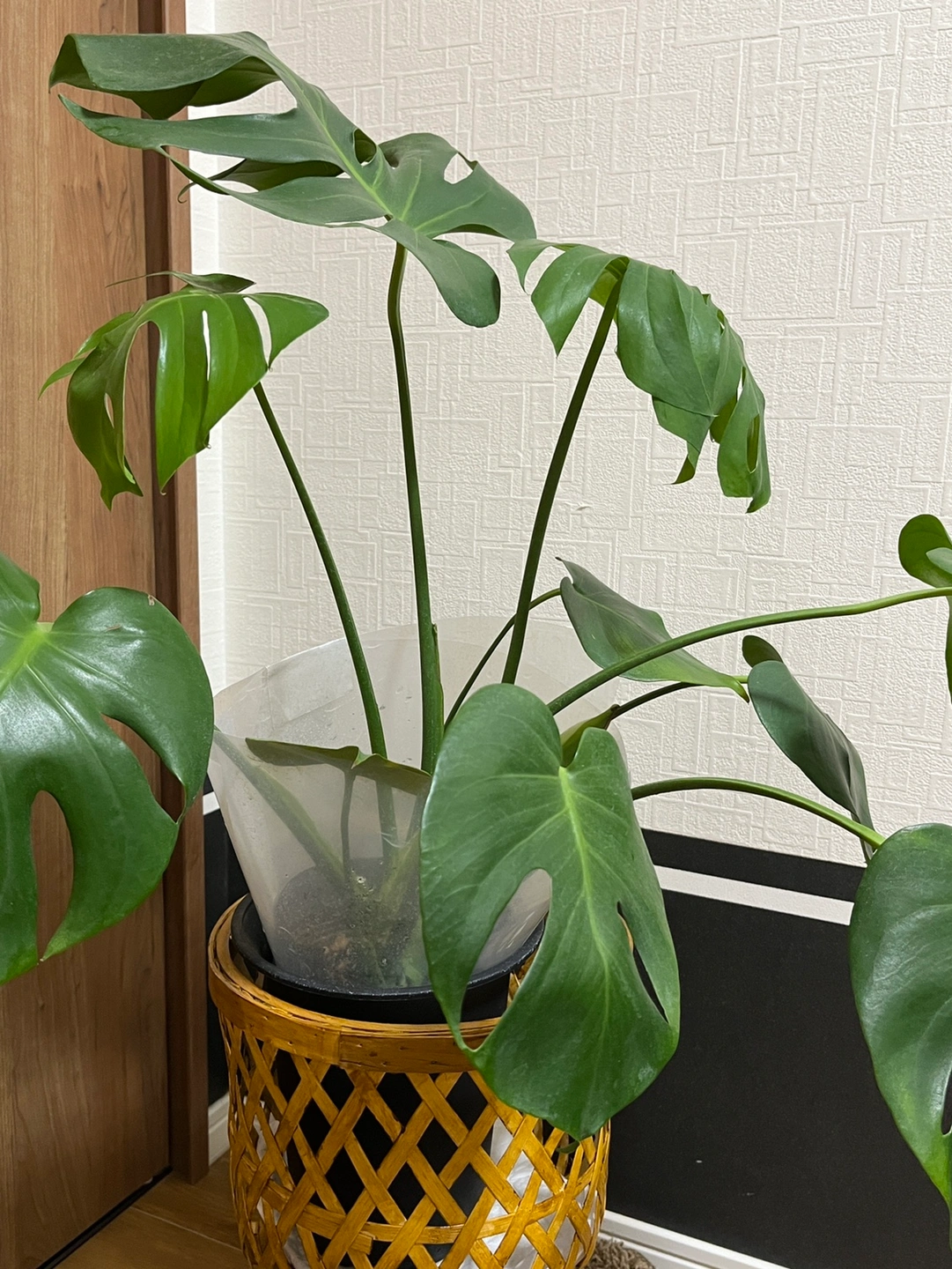 モンステラ けっこう大きいですの写真2枚目
