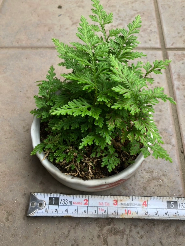 シダ 植木 植木鉢 園芸 ガーデニングの写真5枚目