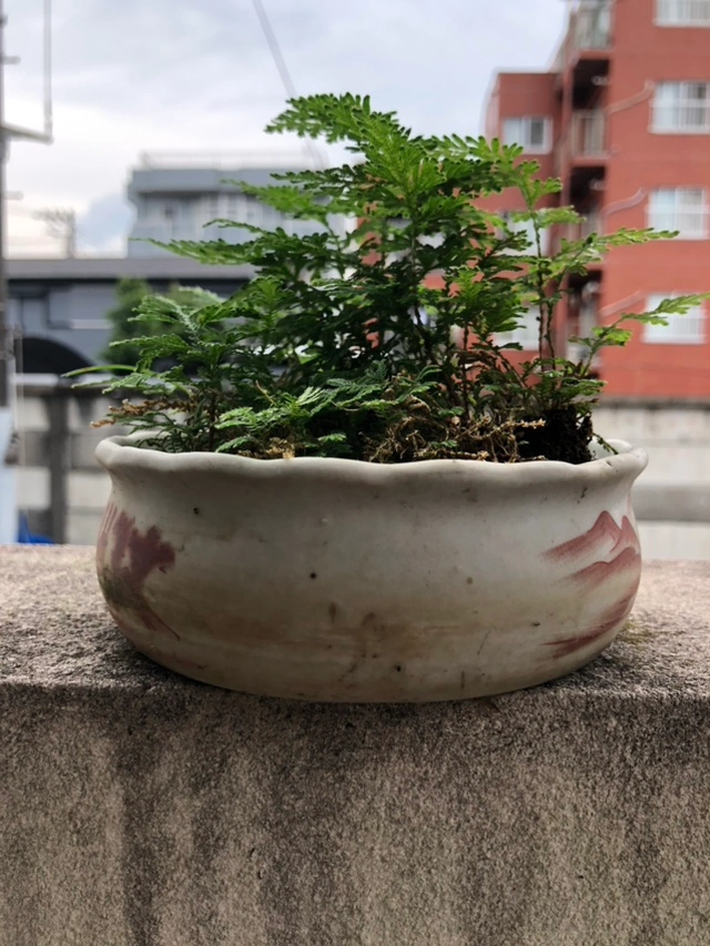 シダ 植木 植木鉢 園芸 ガーデニングの写真4枚目