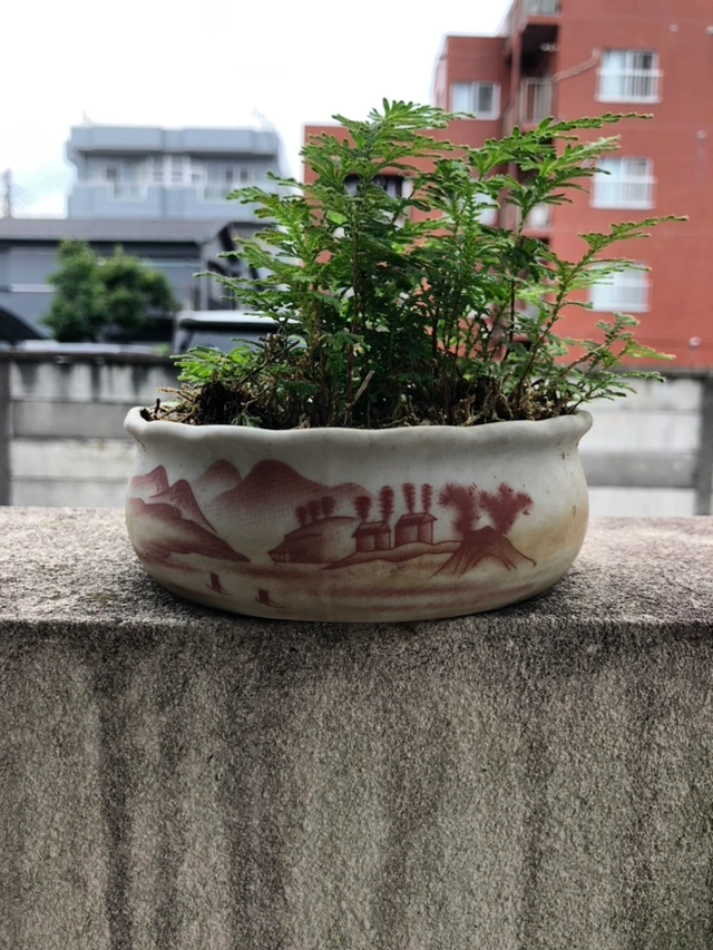 シダ 植木 植木鉢 園芸 ガーデニング